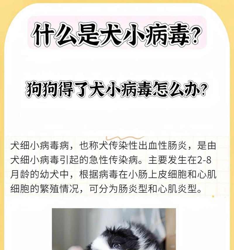 狗狗细小病毒潜伏期的长短揭秘（细小病毒潜伏期与预防关键要点分析）(图3)