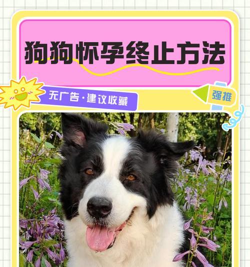 狗狗怀孕需要多久才能恢复?(探讨狗狗怀孕后的恢复周期与关键因素)(图2) 狗狗怀孕需要多久才能恢复?(探讨狗狗怀孕后的恢复周期与关键因素)(图2)