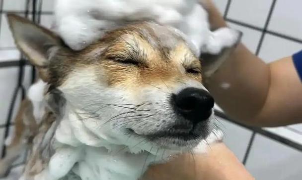 狗狗洗澡的频率与注意事项（探讨2岁狗狗洗澡的最佳频率和正确方法）(图2)