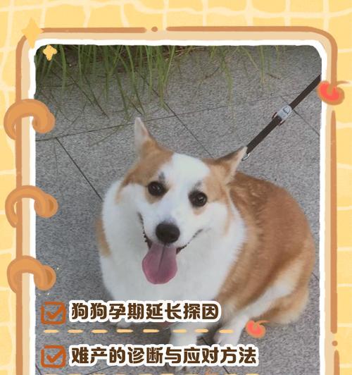 狗狗怀孕需要多久才能恢复?(探讨狗狗怀孕后的恢复周期与关键因素)(图3) 狗狗怀孕需要多久才能恢复?(探讨狗狗怀孕后的恢复周期与关键因素)(图3)