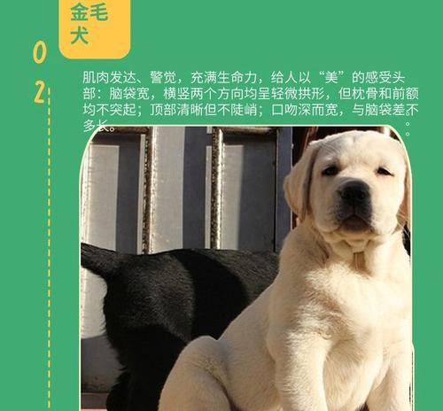 拉布拉多的成年时期（了解拉布拉多成长的过程，让它健康快乐地成年）(图2)