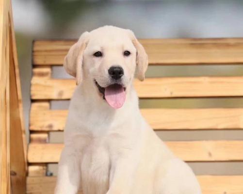 拉布拉多的成年时期（了解拉布拉多成长的过程，让它健康快乐地成 - 新生家伴