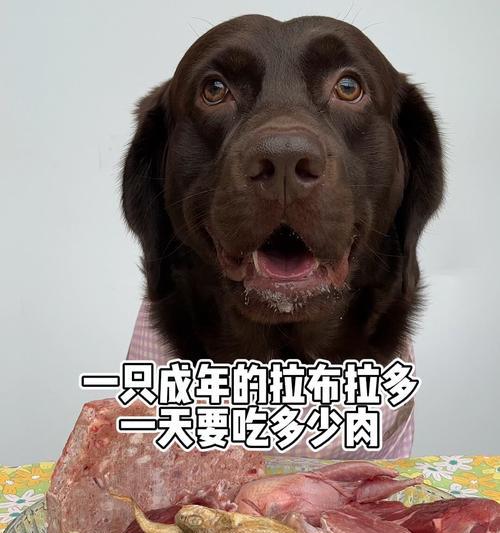 拉布拉多的成年时期（了解拉布拉多成长的过程，让它健康快乐地成年）(图3)