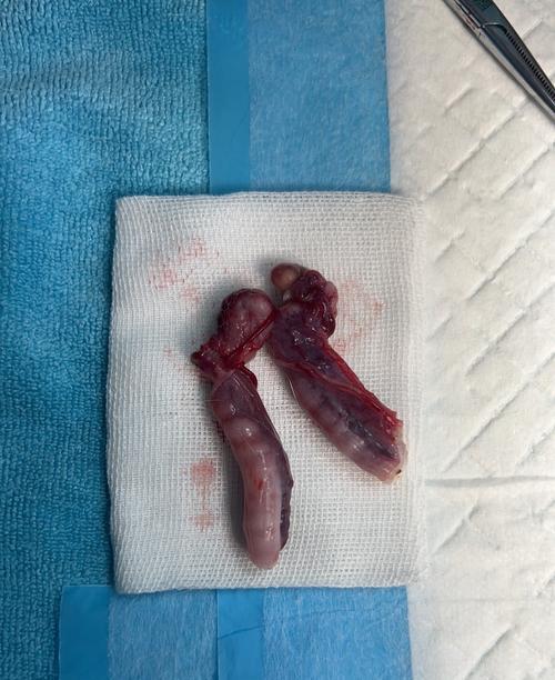 公猫绝育后拆线时间及注意事项（公猫绝育拆线时间及预防感染关键要素）(图3)