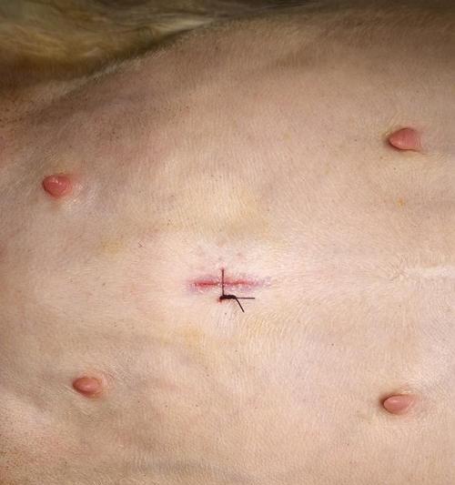 公猫绝育后拆线时间及注意事项（公猫绝育拆线时间及预防感染关键要素）(图2)