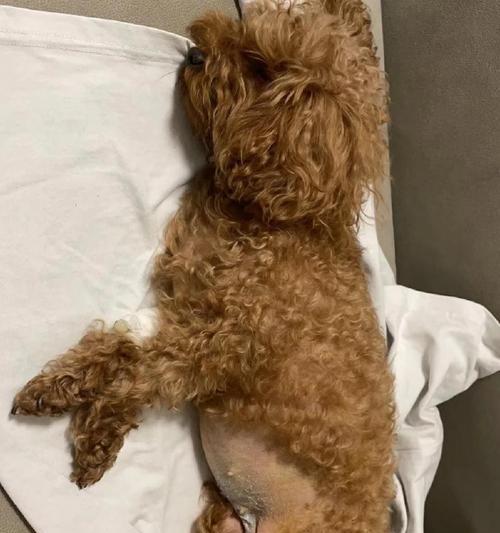 狗子宫癌的症状及早期预防(了解狗子宫癌的常见症状,提早预防保护您的毛孩)(图2) 狗子宫癌的症状及早期预防(了解狗子宫癌的常见症状,提早预防保护您的毛孩)(图2)