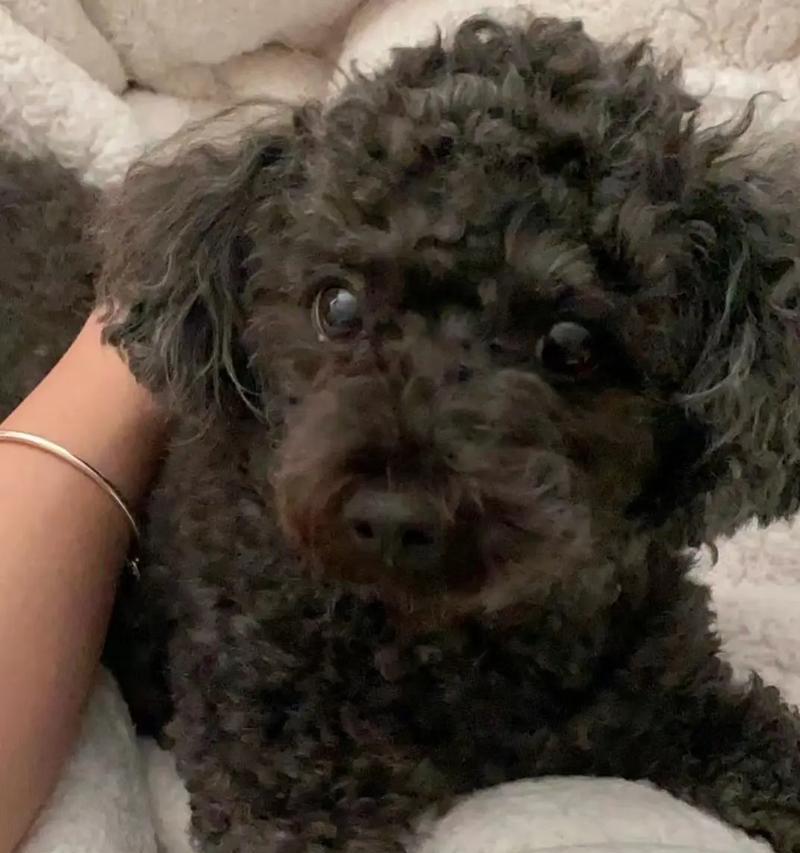 狗子宫癌的症状及早期预防(了解狗子宫癌的常见症状,提早预防保护您的毛孩)(图3) 狗子宫癌的症状及早期预防(了解狗子宫癌的常见症状,提早预防保护您的毛孩)(图3)