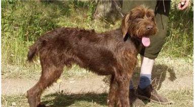 探秘卷毛狗狗的奇特魅力(卷毛狗狗的品种、特点及饲养技巧)(图1) 探秘卷毛狗狗的奇特魅力(卷毛狗狗的品种、特点及饲养技巧)(图1)