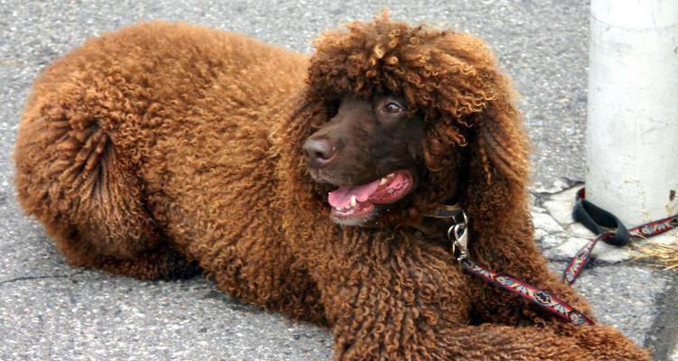 探秘卷毛狗狗的奇特魅力(卷毛狗狗的品种、特点及饲养技巧)(图2) 探秘卷毛狗狗的奇特魅力(卷毛狗狗的品种、特点及饲养技巧)(图2)