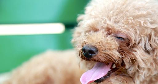 探秘卷毛狗狗的奇特魅力(卷毛狗狗的品种、特点及饲养技巧)(图3) 探秘卷毛狗狗的奇特魅力(卷毛狗狗的品种、特点及饲养技巧)(图3)