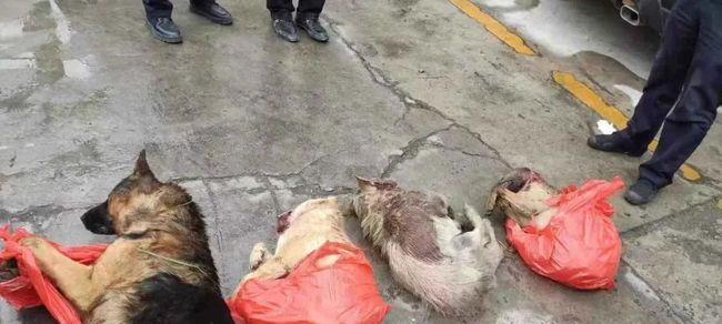 小狗误食老鼠药后的死亡时间(了解小狗误食老鼠药后的危险性与处理方法)(图2) 小狗误食老鼠药后的死亡时间(了解小狗误食老鼠药后的危险性与处理方法)(图2)