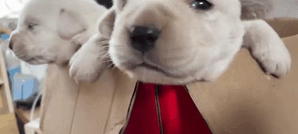 小狗误食老鼠药后的死亡时间（了解小狗误食老鼠药后的危险性与处 - 新生家伴