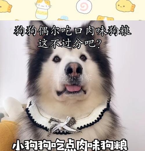 如何选择不臭的狗粮，让宠物狗狗更健康（选择适合狗狗的狗粮，解决口臭问题）(图1)