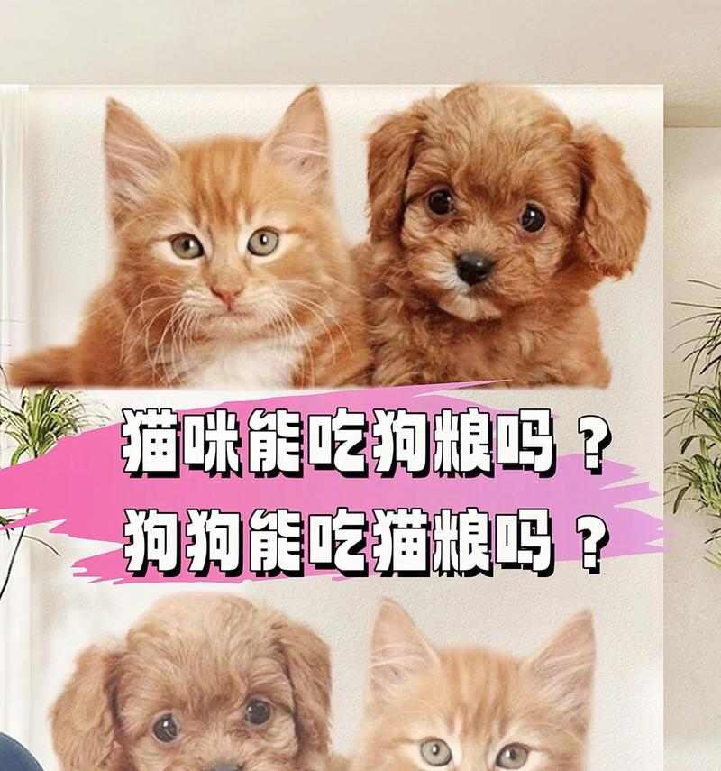 如何选择不臭的狗粮，让宠物狗狗更健康（选择适合狗狗的狗粮，解决口臭问题）(图3)