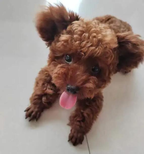 探索泰迪狗五个月八斤重的体型奥秘（揭开泰迪狗成长过程中的体重变化与发育特点）(图1)