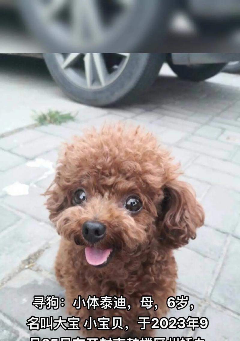 探索泰迪狗五个月八斤重的体型奥秘（揭开泰迪狗成长过程中的体重变化与发育特点）(图3)