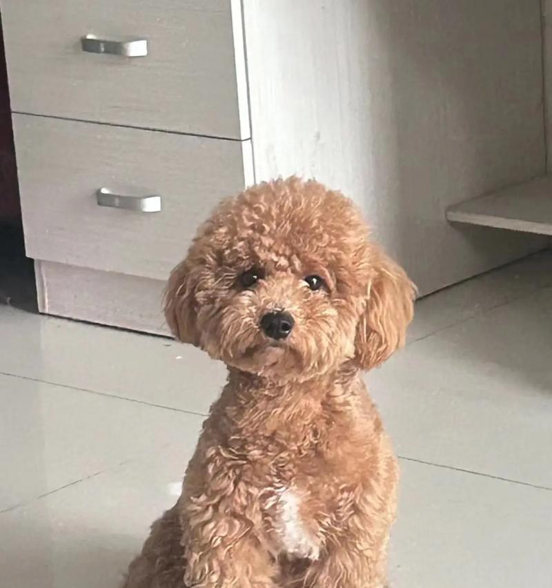 探索泰迪狗五个月八斤重的体型奥秘（揭开泰迪狗成长过程中的体重变化与发育特点）(图2)