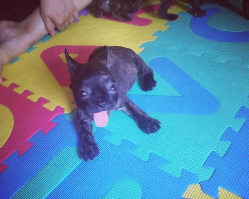 换牙期的法斗照顾指南（宠物法斗换牙阶段的关键注意事项）(图2)