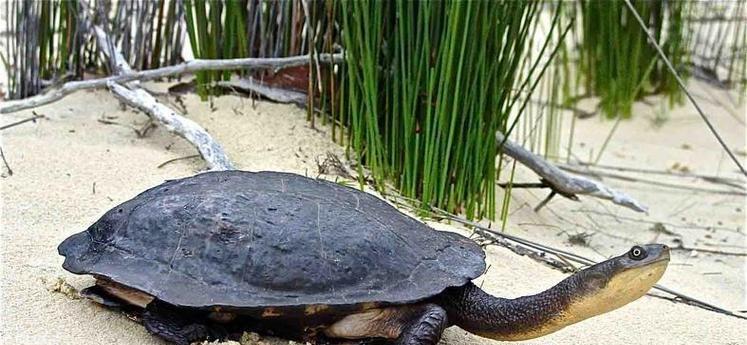以粗劲龟为主题的奇特生物世界(探索粗劲龟的独特魅力与生活习性)(图2) 以粗劲龟为主题的奇特生物世界(探索粗劲龟的独特魅力与生活习性)(图2)