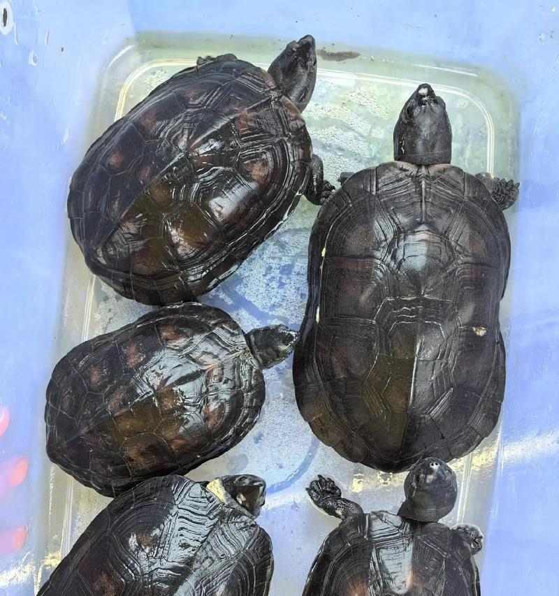 以粗劲龟为主题的奇特生物世界(探索粗劲龟的独特魅力与生活习性)(图3) 以粗劲龟为主题的奇特生物世界(探索粗劲龟的独特魅力与生活习性)(图3)