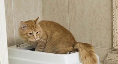 小奶猫为何不拉屎?(探究小奶猫不拉屎的原因和解决办法)(图1) 小奶猫为何不拉屎?(探究小奶猫不拉屎的原因和解决办法)(图1)