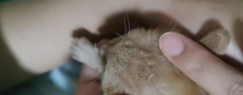 小奶猫为何不拉屎?(探究小奶猫不拉屎的原因和解决办法)(图2) 小奶猫为何不拉屎?(探究小奶猫不拉屎的原因和解决办法)(图2)