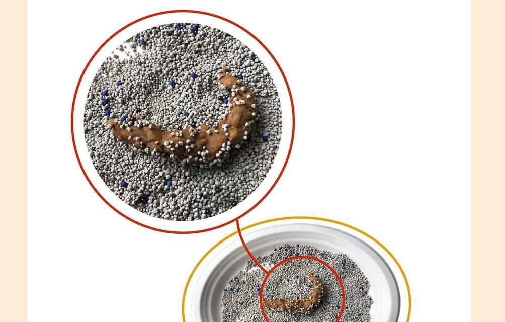 小奶猫为何不拉屎?(探究小奶猫不拉屎的原因和解决办法)(图3) 小奶猫为何不拉屎?(探究小奶猫不拉屎的原因和解决办法)(图3)