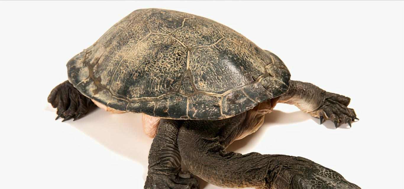 以粗劲龟为主题的奇特生物世界(探索粗劲龟的独特魅力与生活习性)(图1) 以粗劲龟为主题的奇特生物世界(探索粗劲龟的独特魅力与生活习性)(图1)