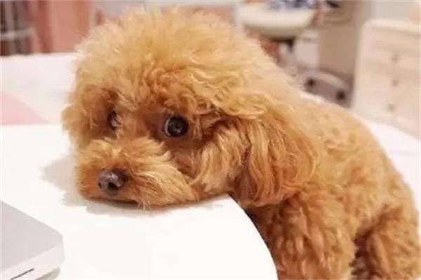 狗狗受伤后一直舔自己的伤口有害吗？ - 新生家伴