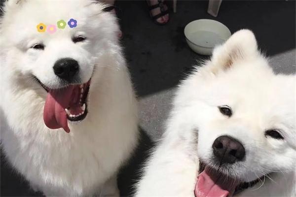 狗狗对主人龇牙该怎么教育？(图2)