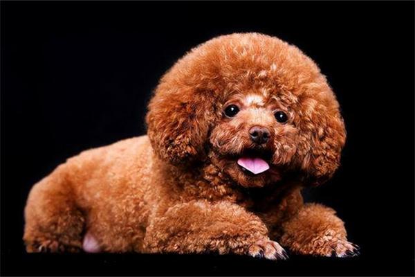 怎么训练泰迪犬与其他狗狗友好相处？ - 新生家伴