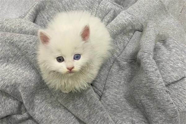 猫咪哮喘是怎么回事？(图2)