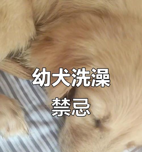 金毛犬洗澡的最佳频率及注意事项（金毛犬洗澡的时间间隔和洗澡前后的护理方法）(图1)
