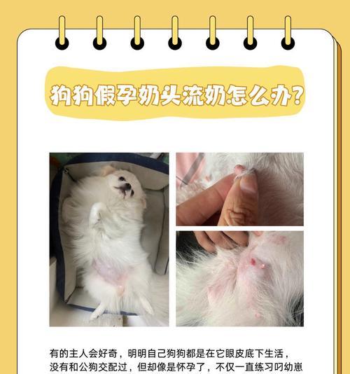 狗受孕后多久生？（了解狗繁殖周期及产仔过程的）(图1)