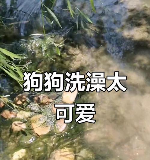 金毛犬洗澡的最佳频率及注意事项（金毛犬洗澡的时间间隔和洗澡前后的护理方法）(图2)