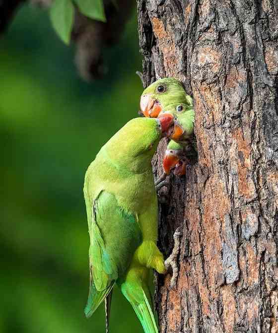 鹦鹉类鸟的多样品种及特征（探索鹦鹉类鸟的丰富多样性及特点）(图1)