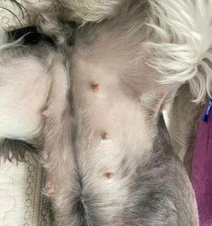 狗受孕后多久生？（了解狗繁殖周期及产仔过程的）(图2)