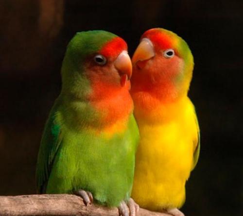 鹦鹉类鸟的多样品种及特征（探索鹦鹉类鸟的丰富多样性及特点）(图3)