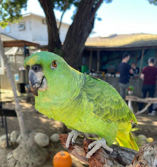 鹦鹉类鸟的多样品种及特征（探索鹦鹉类鸟的丰富多样性及特点）(图2)