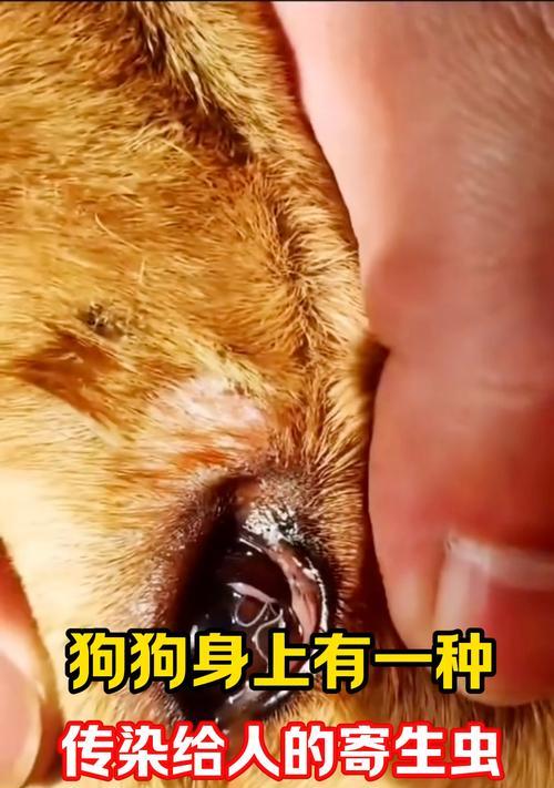 揭秘狗狗皮肤虫——症状、防治与护理（狗狗皮肤虫的种类及常见症状，如何预防和治疗，正确的皮肤护理）(图2)