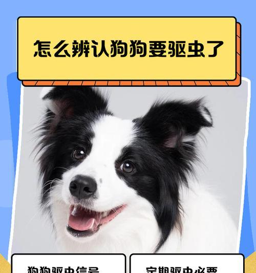 狗驱虫后多久可以出门?(让宠物狗在驱虫后安全出门的最佳时间点)(图3) 狗驱虫后多久可以出门?(让宠物狗在驱虫后安全出门的最佳时间点)(图3)