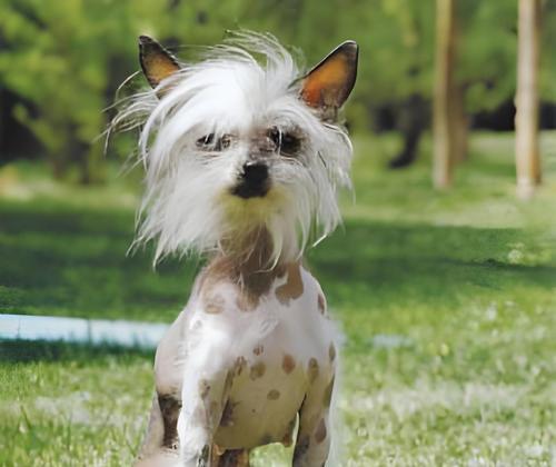 中国的犬种多样性与特点(探索中国犬种的丰富性及其对传统文化的贡献)(图2) 中国的犬种多样性与特点(探索中国犬种的丰富性及其对传统文化的贡献)(图2)