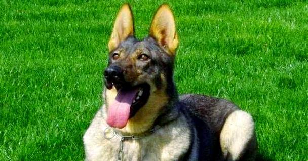 中国的犬种多样性与特点(探索中国犬种的丰富性及其对传统文化的贡献)(图3) 中国的犬种多样性与特点(探索中国犬种的丰富性及其对传统文化的贡献)(图3)