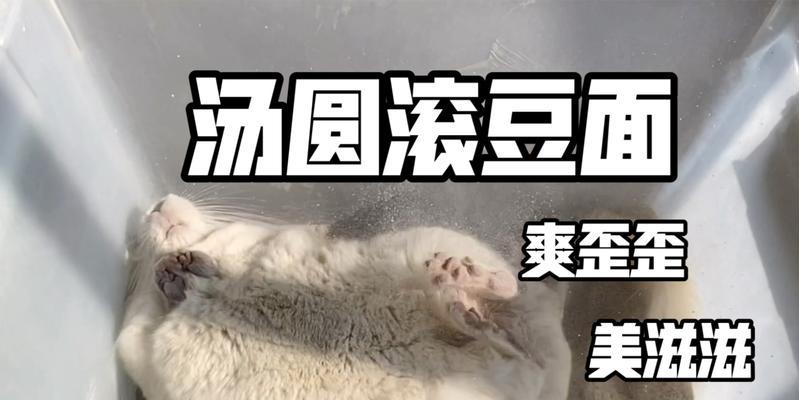 龙猫妈妈洗澡的时间间隔及注意事项（龙猫妈妈洗澡的频率、水温和 - 新生家伴
