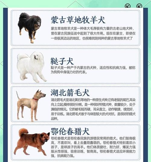 中国的犬种多样性与特点（探索中国犬种的丰富性及其对传统文化的 - 新生家伴