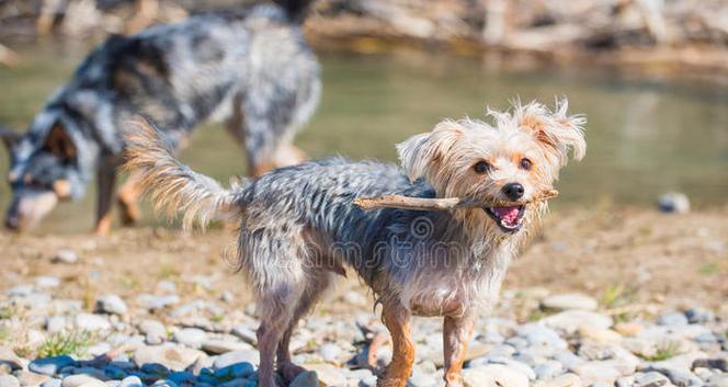 常见宠物的繁殖方法与技巧（了解如何繁殖你的爱宠——一份宠物繁殖指南）(图3)