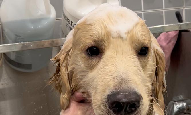 小狗伤口能洗澡吗？（小狗伤口洗澡的时间要掌握好） - 新生家伴