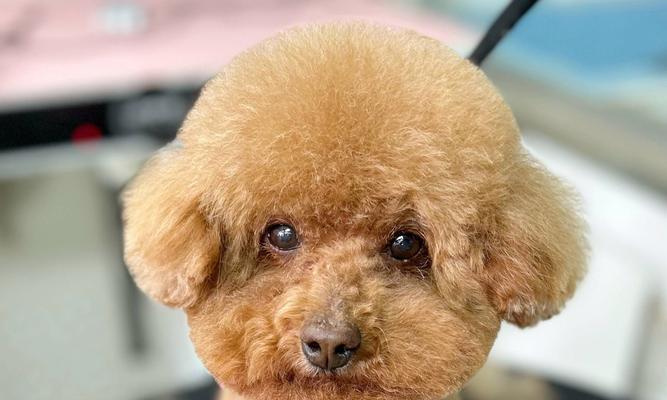 泰迪犬的指甲剪裁（宝贝泰迪剪指甲时间表及注意事项）(图1)