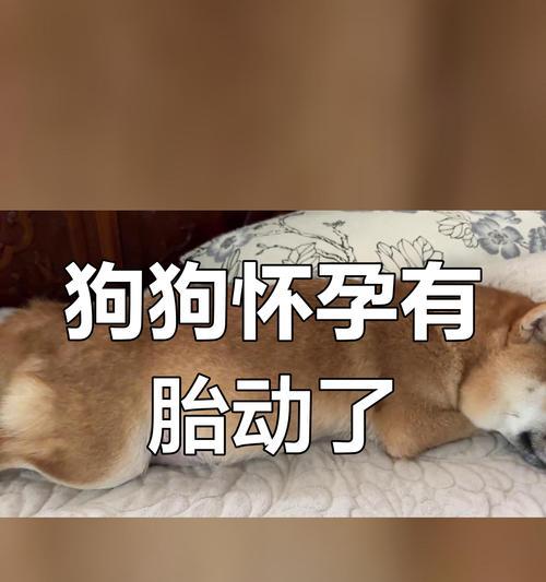 狗的怀孕周期及其影响因素解析（探究狗的月经周期、受孕时间和繁殖能力，）(图2)