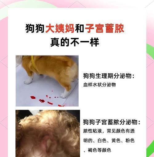 狗的怀孕周期及其影响因素解析（探究狗的月经周期、受孕时间和繁殖能力，）(图3)